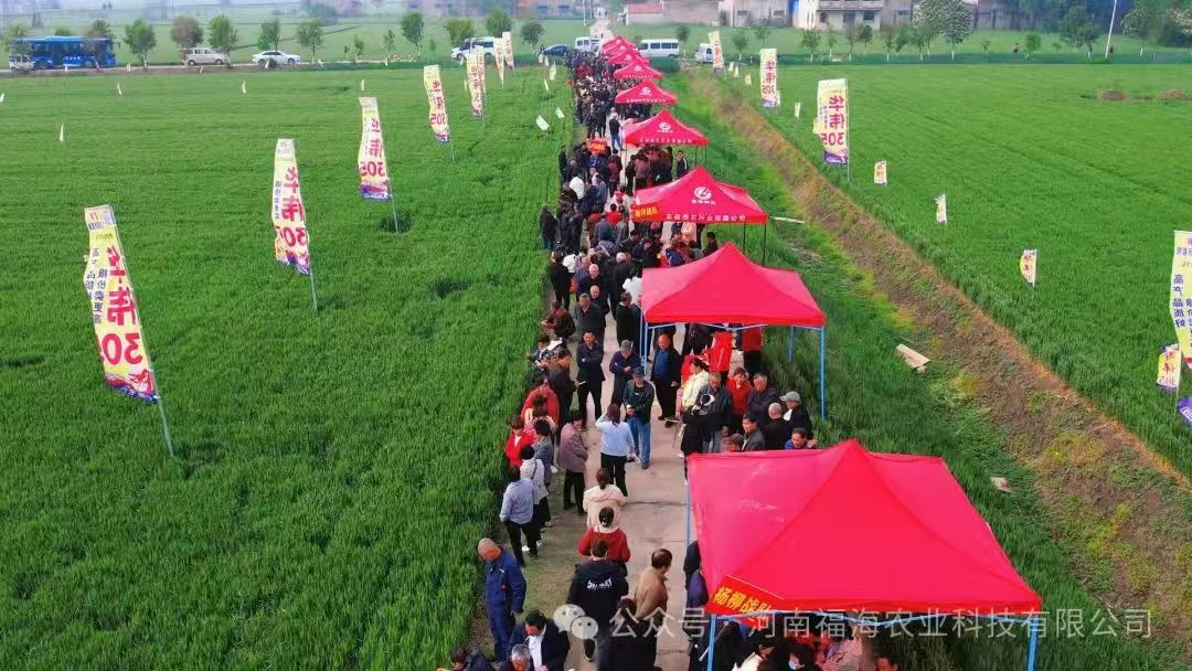 安徽濉溪华伟305田间观摩和市场推广会成功举行