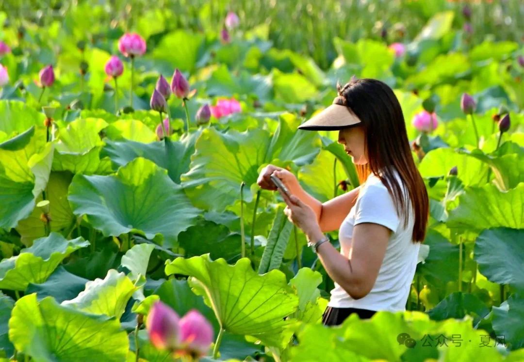 夏邑太平：文旅小镇赏荷忙