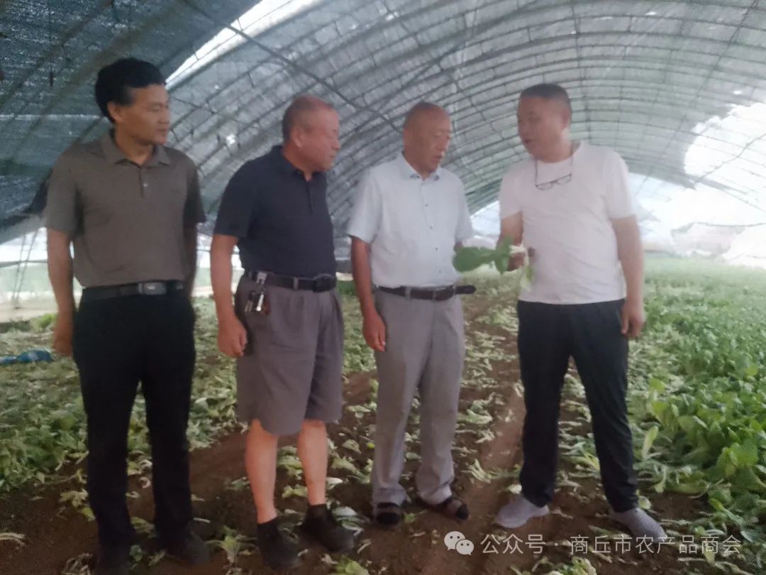 商丘市惠民农贸批发市场董事长陈光亮到山东曹县考察上海青（叶菜）集采招商工作